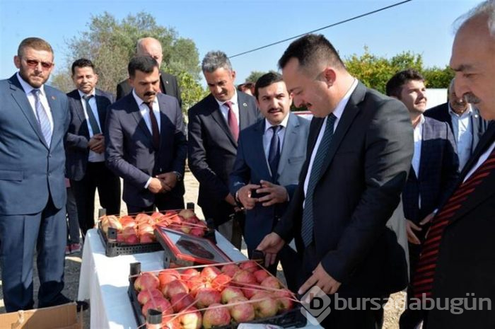 Nar yemek ve suyunu sıkmak için yarıştılar!