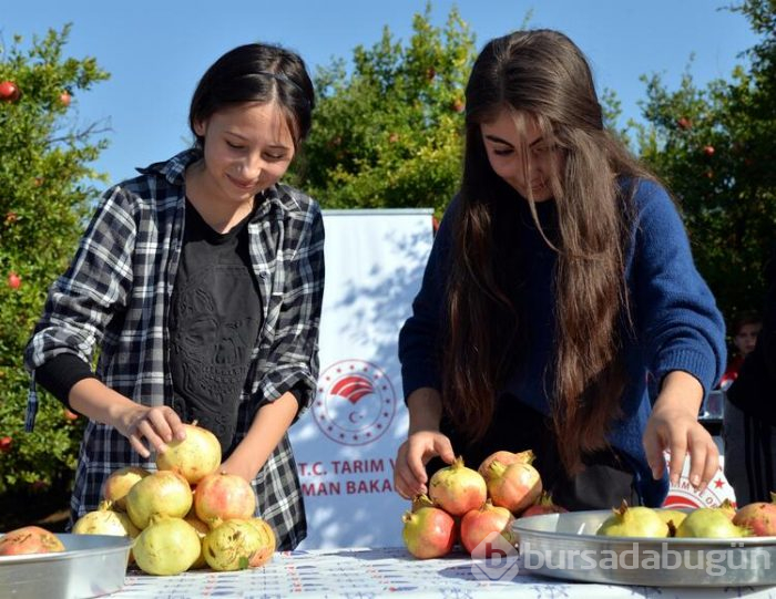 Nar yemek ve suyunu sıkmak için yarıştılar!