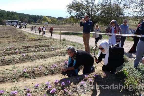 Kilosu 30 bin TL'den satılıyor!