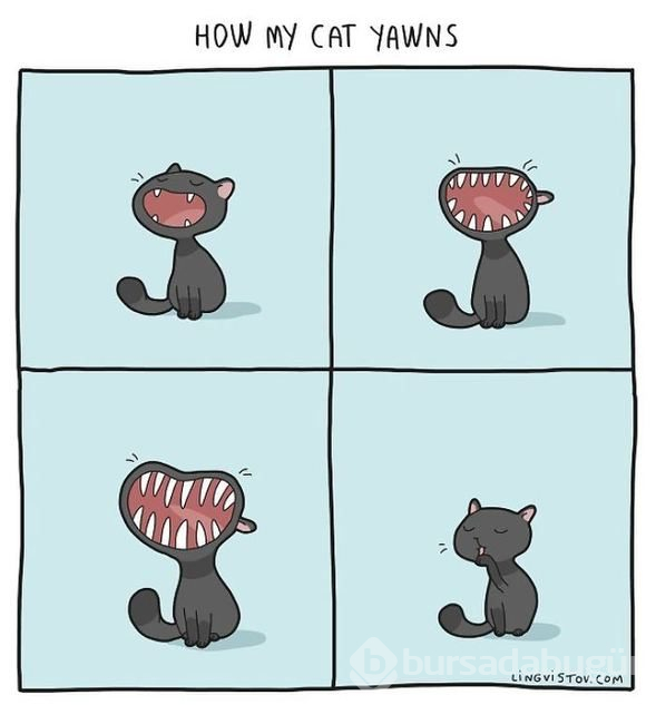 Kedi sahiplerinin yaşadığı komik anlar