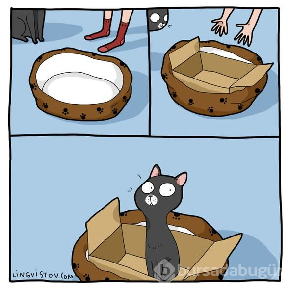 Kedi sahiplerinin yaşadığı komik anlar