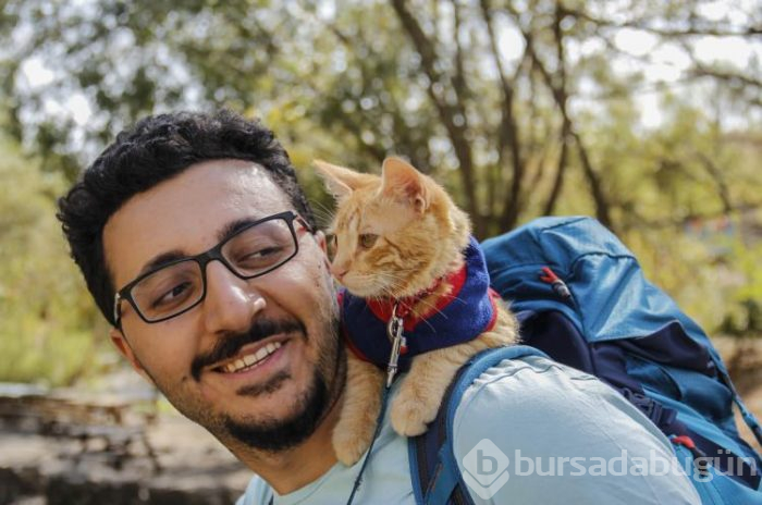 Sevimli kedi otostopla Türkiye'yi geziyor