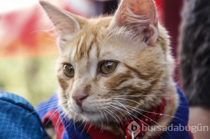 Sevimli kedi otostopla Türkiye'yi geziyor
