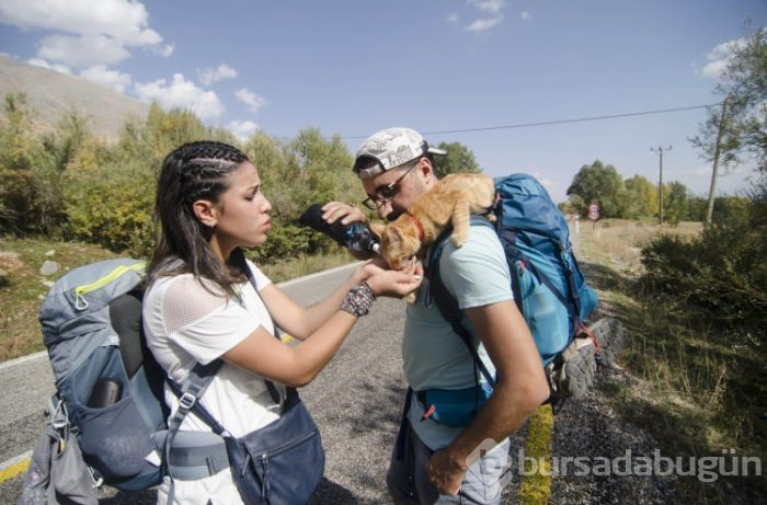 Sevimli kedi otostopla Türkiye'yi geziyor
