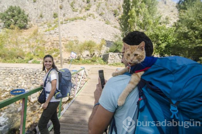 Sevimli kedi otostopla Türkiye'yi geziyor