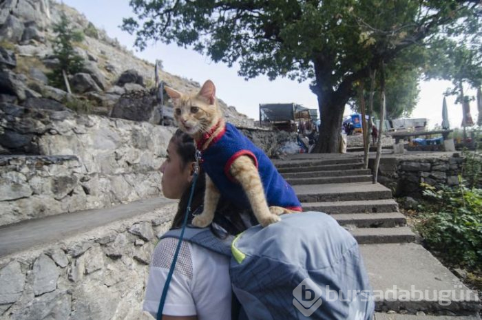 Sevimli kedi otostopla Türkiye'yi geziyor