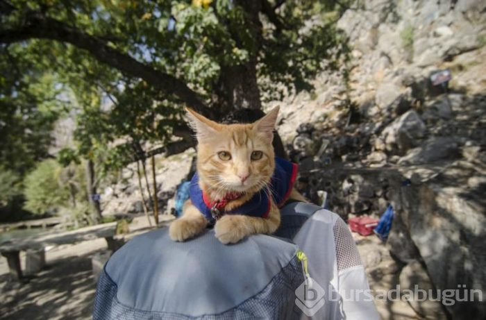 Sevimli kedi otostopla Türkiye'yi geziyor