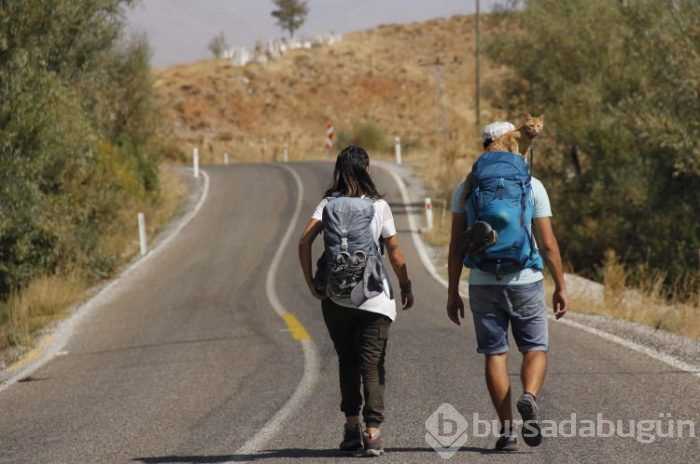 Sevimli kedi otostopla Türkiye'yi geziyor