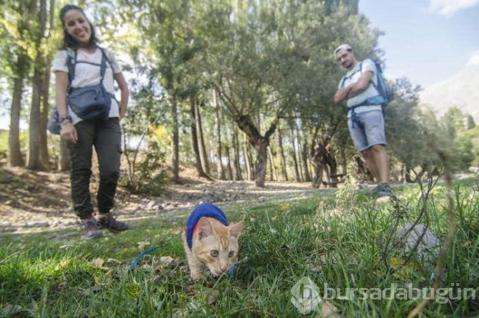 Sevimli kedi otostopla Türkiye'yi geziyor