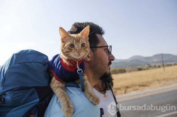 Sevimli kedi otostopla Türkiye'yi geziyor
