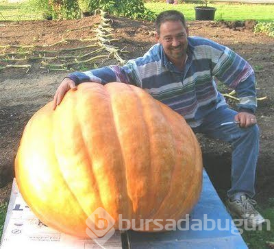 Dev kabak!