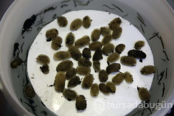 Tıbbi sülük talebine yetişilmiyor