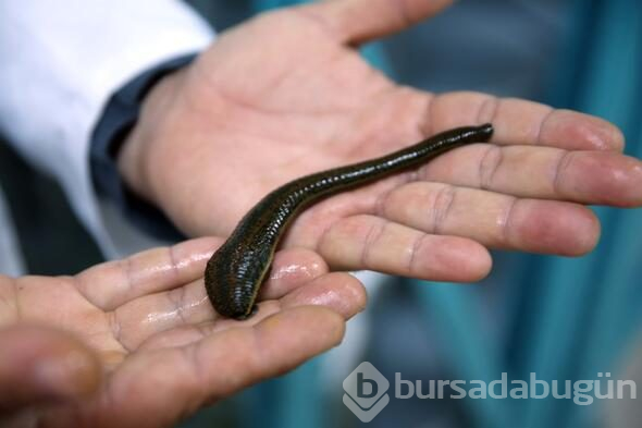 Tıbbi sülük talebine yetişilmiyor