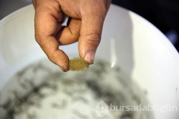 Tıbbi sülük talebine yetişilmiyor