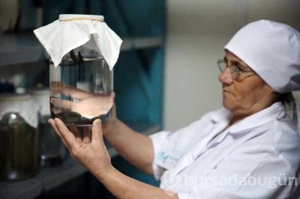 Tıbbi sülük talebine yetişilmiyor