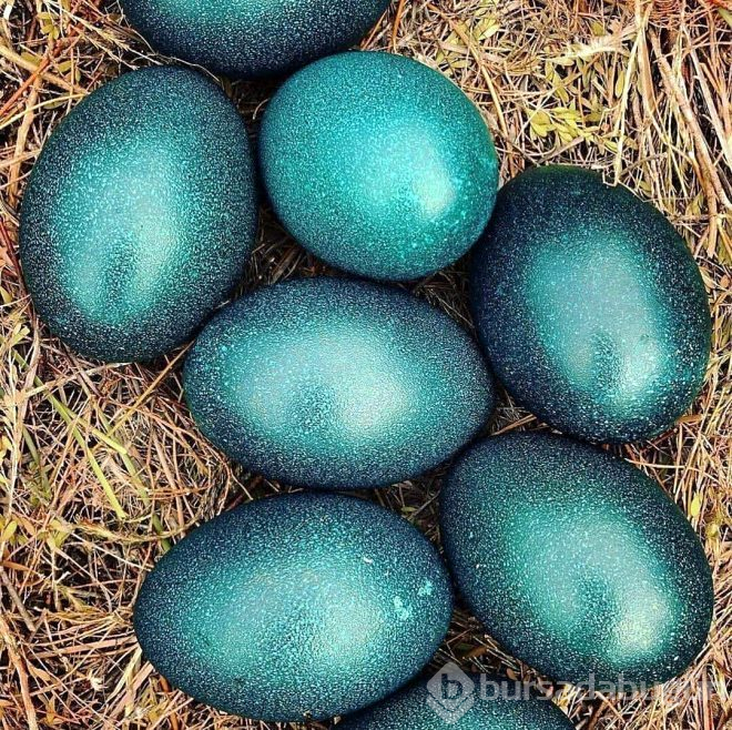 Ormanın kuytu köşelerinde görüldü!