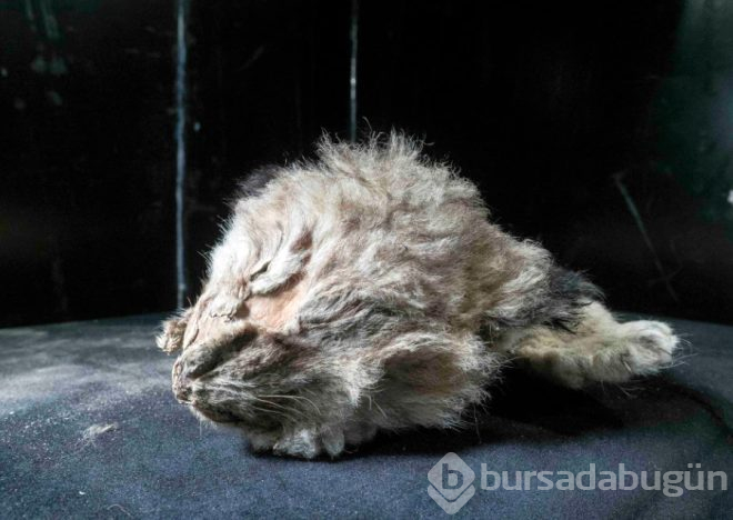 44 bin yıl önce ölmüştü!