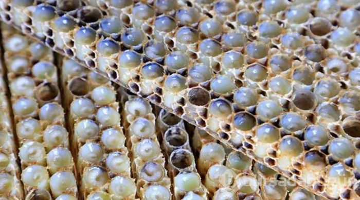 Soğuk havalarda bağışıklık sistemini güçlendiren ham bal kürü!