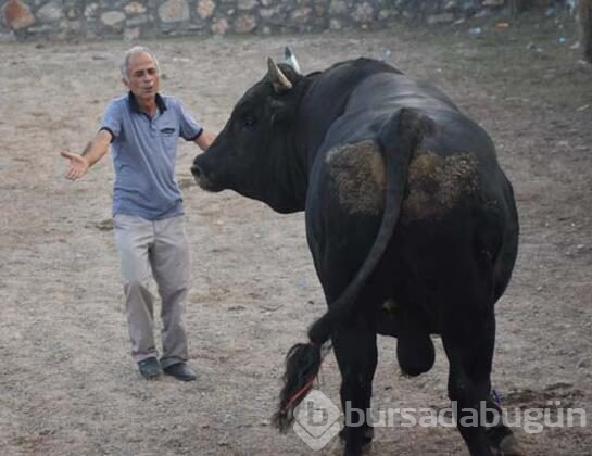 Muğla'nın Bodrum ilçesinde "4. Boğa Güreşleri Festivali"