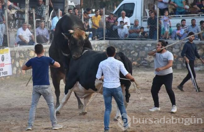 Muğla'nın Bodrum ilçesinde "4. Boğa Güreşleri Festivali"