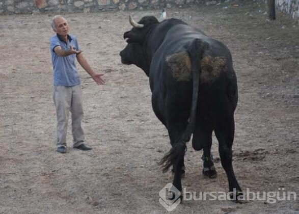 Muğla'nın Bodrum ilçesinde "4. Boğa Güreşleri Festivali"