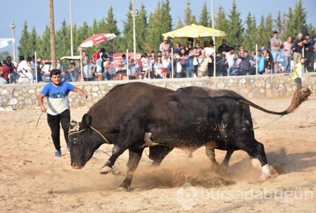 Muğla'nın Bodrum ilçesinde "4. Boğa Güreşleri Festivali"