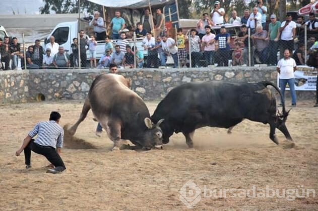 Muğla'nın Bodrum ilçesinde "4. Boğa Güreşleri Festivali"