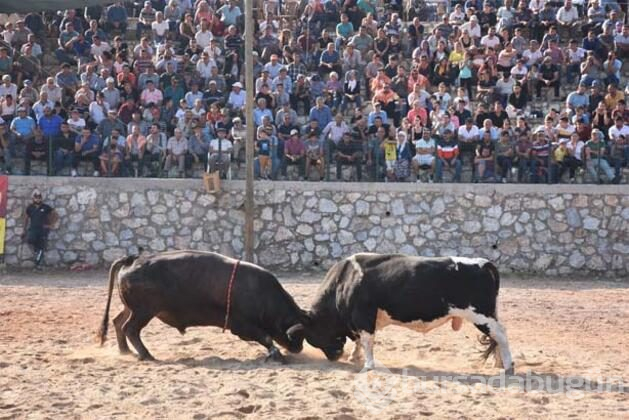 Muğla'nın Bodrum ilçesinde "4. Boğa Güreşleri Festivali"