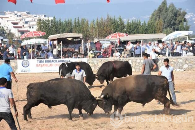 Muğla'nın Bodrum ilçesinde "4. Boğa Güreşleri Festivali"