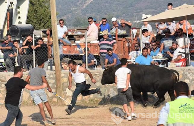 Muğla'nın Bodrum ilçesinde "4. Boğa Güreşleri Festivali"
