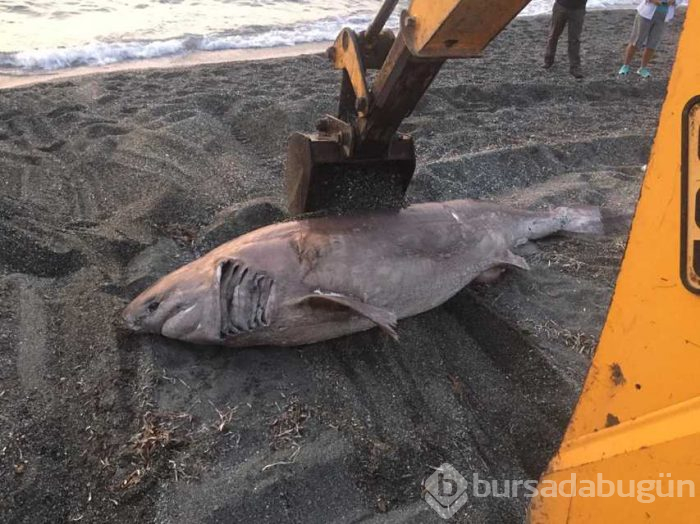 İzmir'de 3 metre uzunluğundaki köpek balığı karaya vurdu