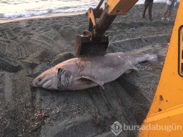 İzmir'de 3 metre uzunluğundaki köpek balığı karaya vurdu