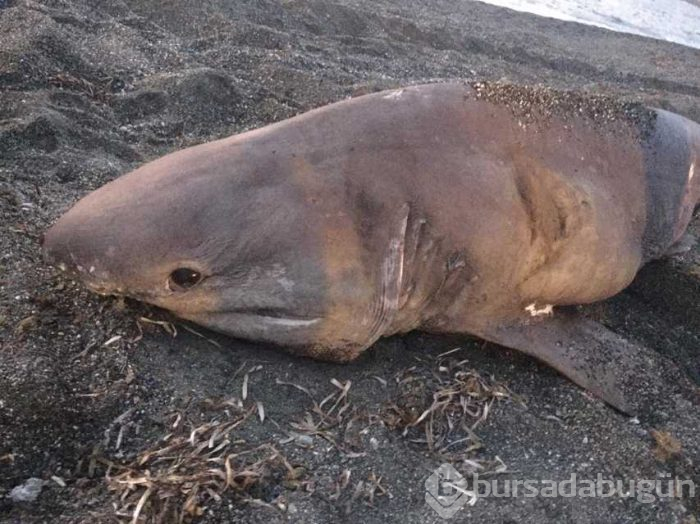 İzmir'de 3 metre uzunluğundaki köpek balığı karaya vurdu