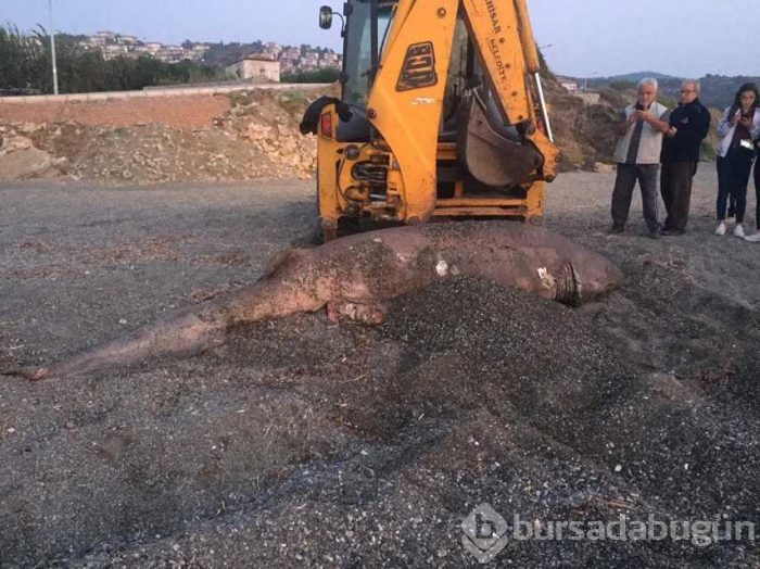 İzmir'de 3 metre uzunluğundaki köpek balığı karaya vurdu