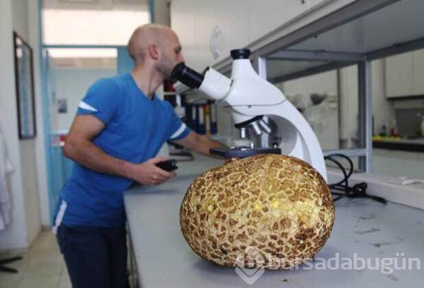 Görenler şoke oluyor!