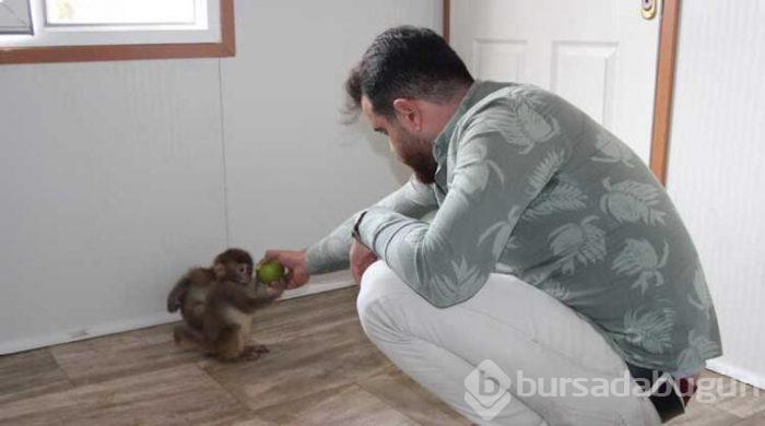 Sınır kapısında ele geçirilen maymunlar koruma altında
