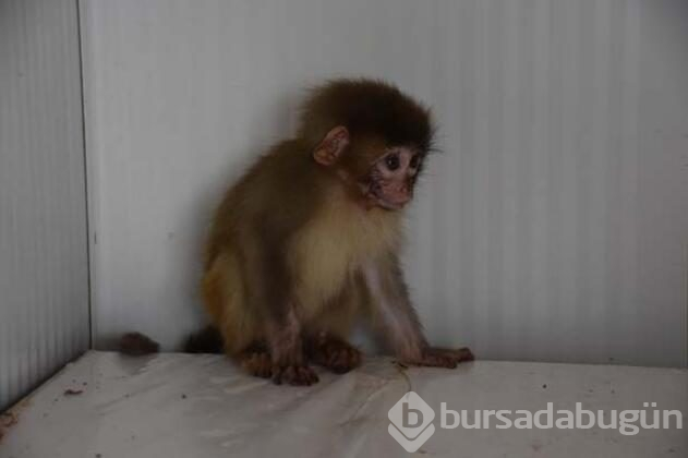 Sınır kapısında ele geçirilen maymunlar koruma altında
