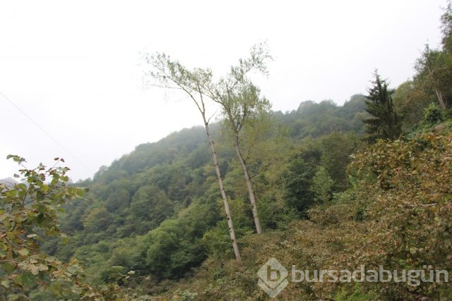 Tarzan gibi tırmanıyor!