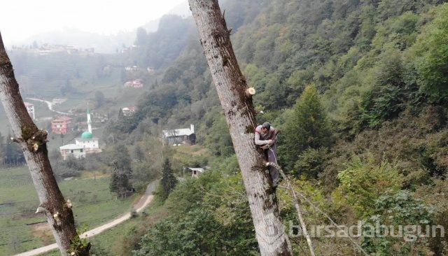 Tarzan gibi tırmanıyor!