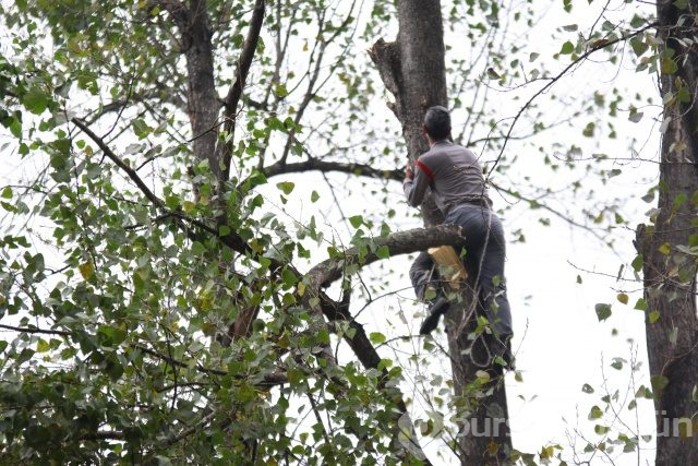 Tarzan gibi tırmanıyor!