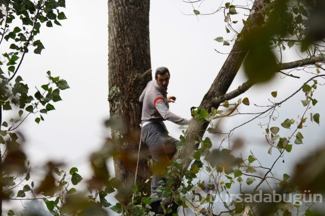 Tarzan gibi tırmanıyor!