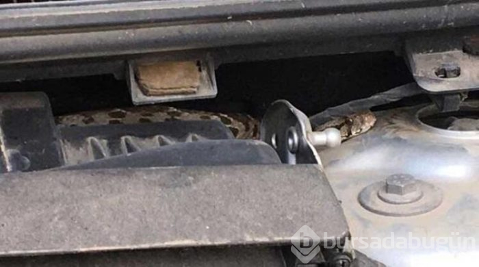 Bursa'da yeni aldığı otomobilin motorundan yılan çıktı