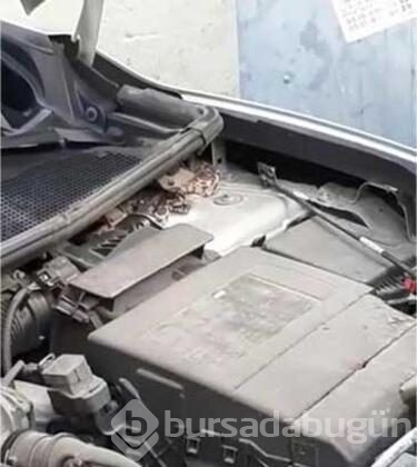 Bursa'da yeni aldığı otomobilin motorundan yılan çıktı
