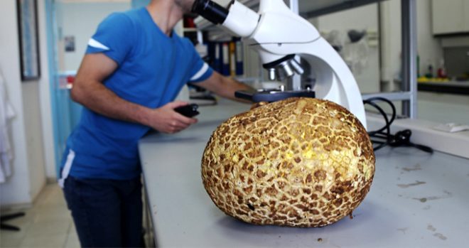 3 kilo 116 gram ağırlığında mantar bulundu