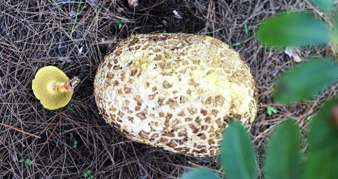 3 kilo 116 gram ağırlığında mantar bulundu