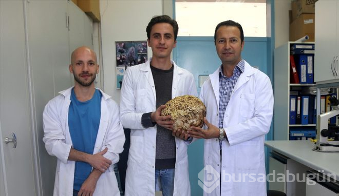 3 kilo 116 gram ağırlığında mantar bulundu