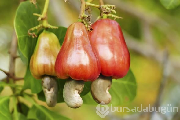 Kadın sağlığına iyi gelecek besinler