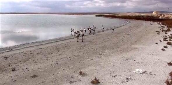 20 yavru flamingoyu satamadan yakalandı