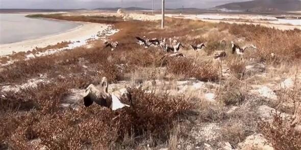 20 yavru flamingoyu satamadan yakalandı