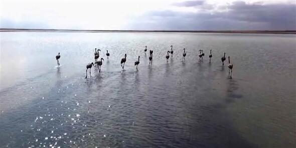 20 yavru flamingoyu satamadan yakalandı